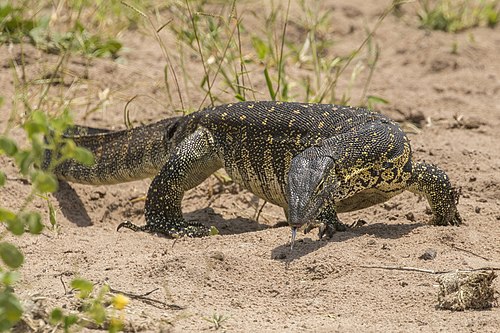 Nile monitor